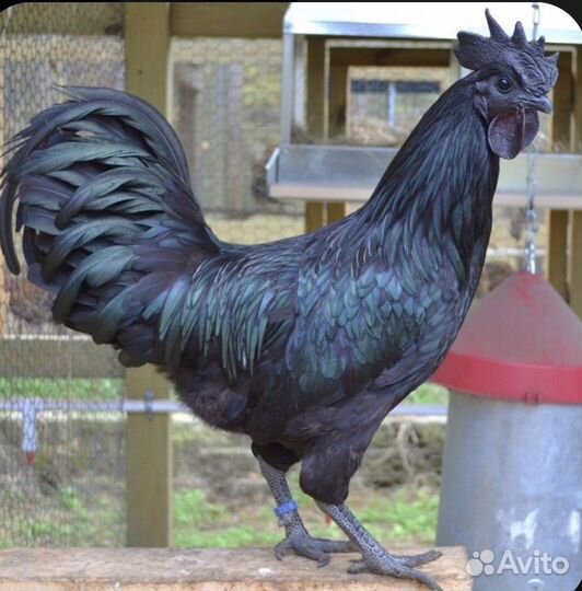 Цыплята ухейилюй