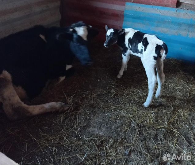 Продам крс/Коров
