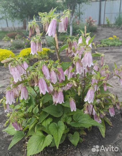 Ясколка, Колокольчик, барвинок, яснотка, вербейник