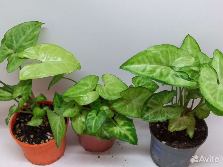 Сингониум вайт Баттерфляй