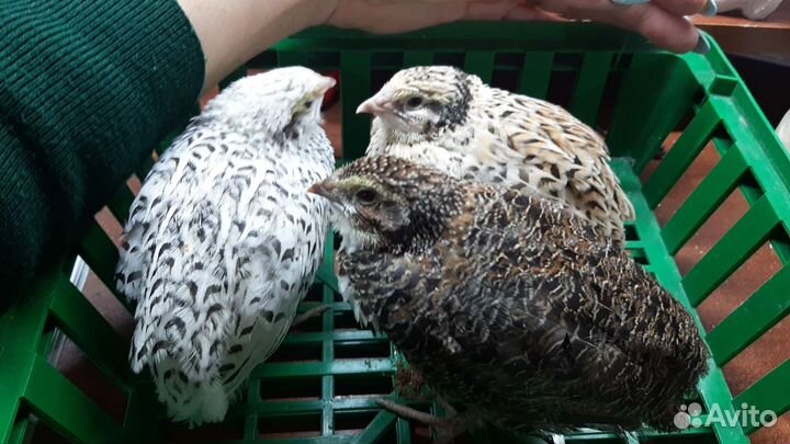 Навоз перепелиный в мешках