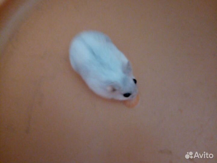 Джунгарские хомячки, цветные