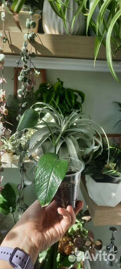 Эпипремнумы, сциндапсусы, филодендроны