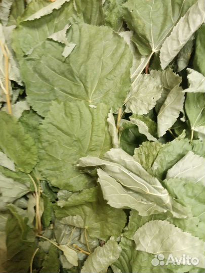 Липовый веник