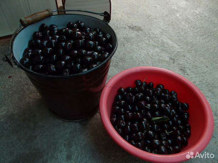 Саженцы черешни (Бычье сердце)