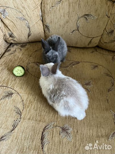 Декоративные кролики вислоухие