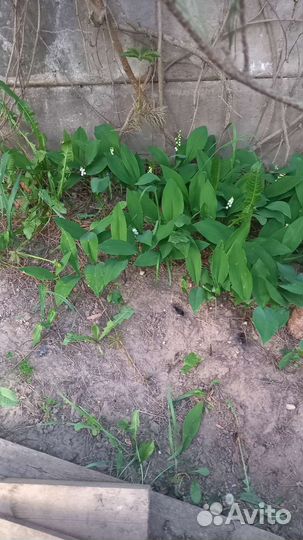 Ландыши садовые