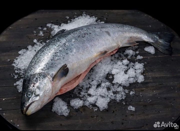 Свежий лосось предзаказ на 15 августа