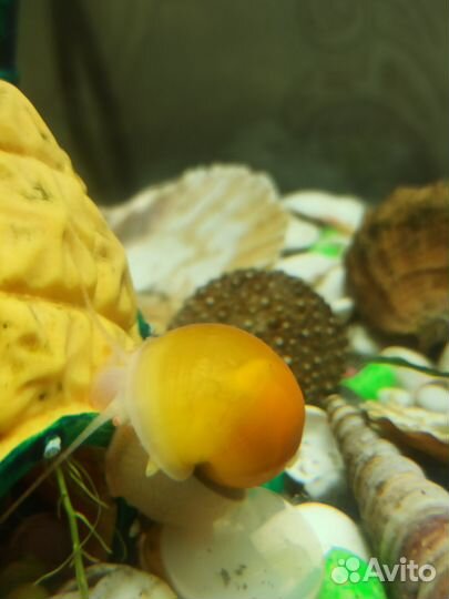 Улитки аквариумные ампулярии