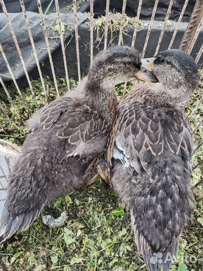 Дикие утки, подсадные, селезень