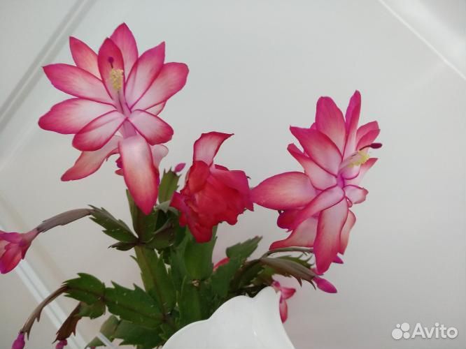 Набор сортовые шлюмбергеры