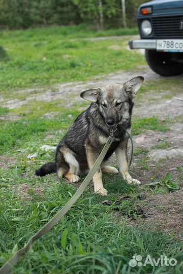 Щенок Адель