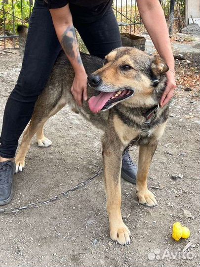 Собака в добрые руки