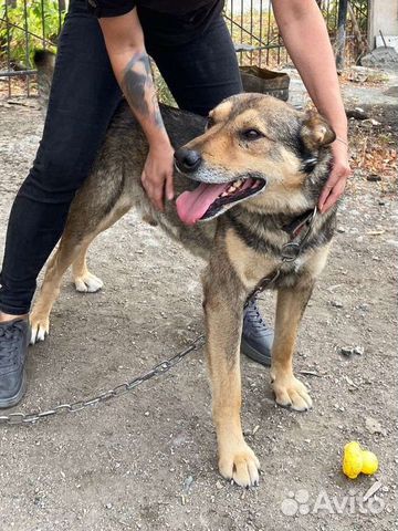 Собака в добрые руки