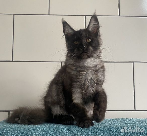 Кошка мейн кун черный дым с документами