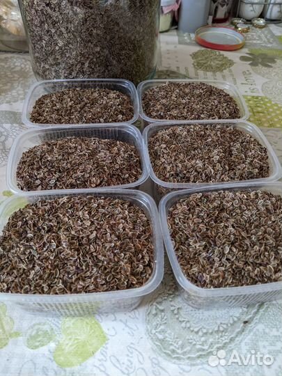 Семена укропа