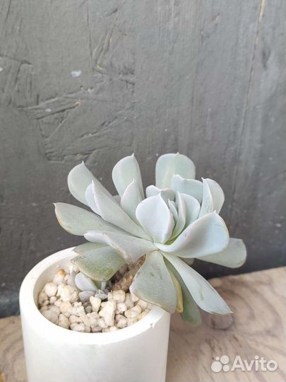 Эхеверия жемчужина и топси турви. Суккуленты