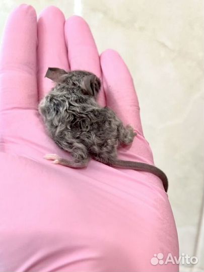 Кудрявые мышки