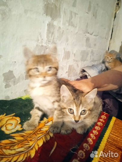 Кошка в дар