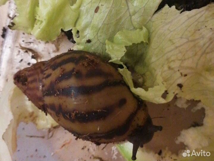 Улитки архахатины и ахатины и товары для улиток