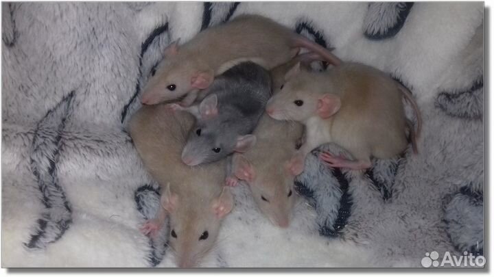 Крысята Дамбо. Крысы рыжего окраса и другие