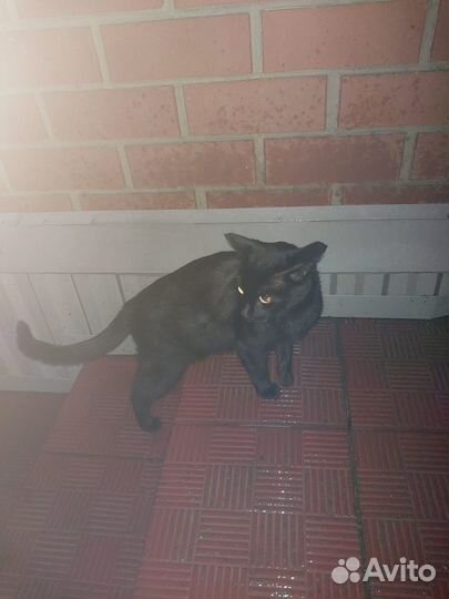 Черная пантера ищет дом