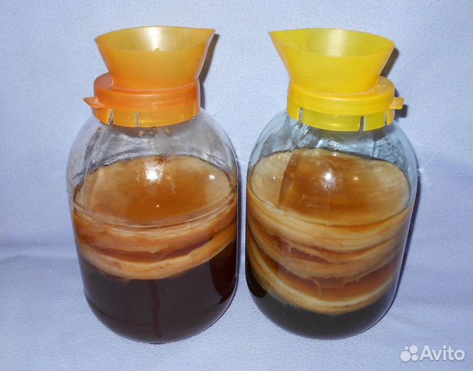 Чайный гриб \\ Комбуча \\ Чайный квас