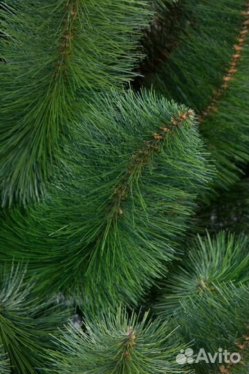 Зеленая елка (сосна) с напылением 120 см