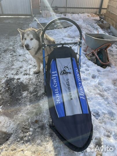 Нарты для собак