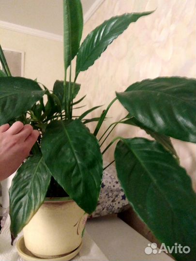 Женское счастье