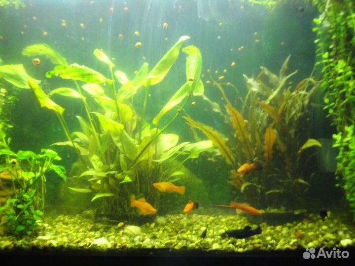 Меченосцы берлинские и красные молодь