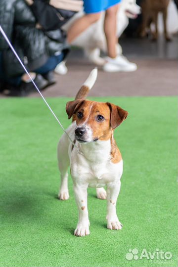 Вязка джек рассел терьер