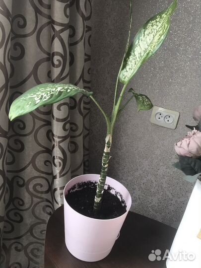 Диффенбахия