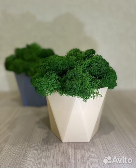 Кашпо со стабилизированным мхом