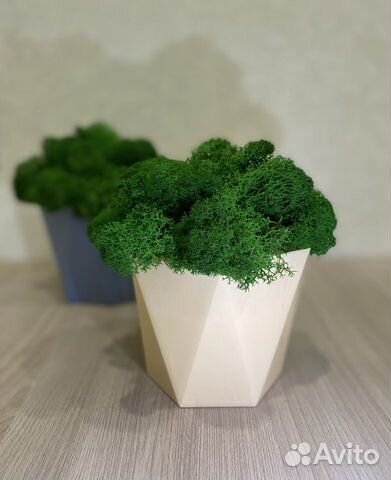 Кашпо со стабилизированным мхом