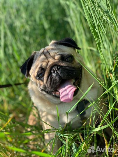 Мопс вязка мальчик