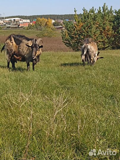 Продаю коз.Одна с козлятами, другая без