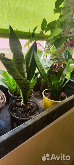 Сансивиерия