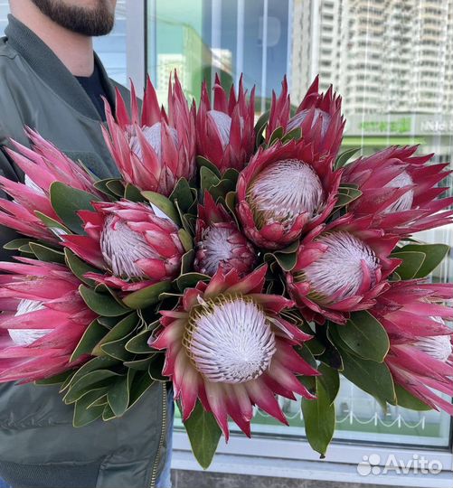 Протея Букеты Композиции Цветы Доставка 24/7