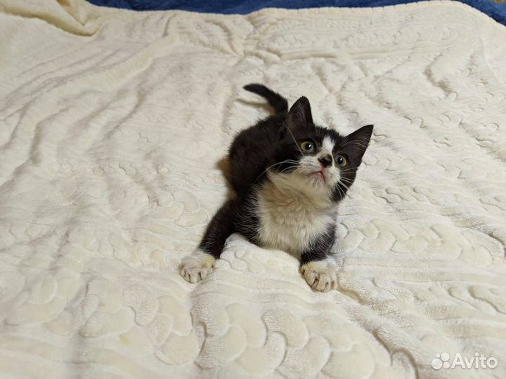 Котенок девочка