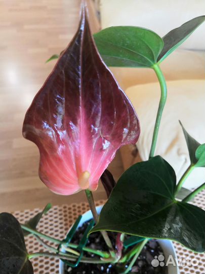 Антуриум Рейнбоу чемпион