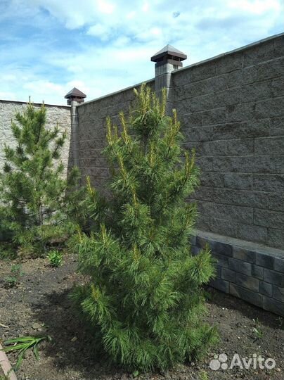 Саженцы кедра от производителя экстра класс