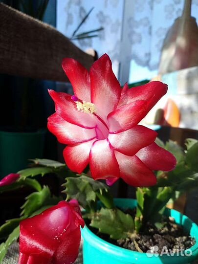 Декабрист, рео, традесканция