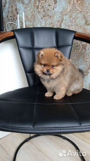 Померанский шпиц медвежьего типа