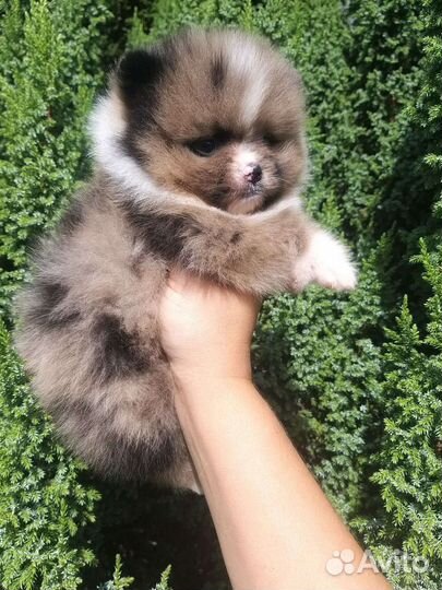 Мальчик Мерле Померанский шпиц