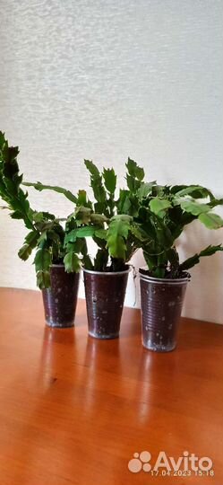 Комнатные растения (декабрист)