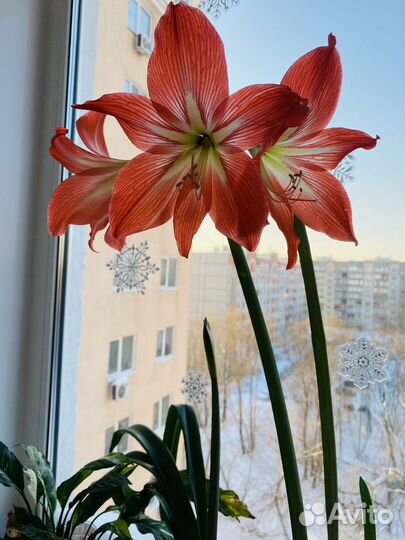 Гиппеаструм амариллис цветущий, крупные луковицы