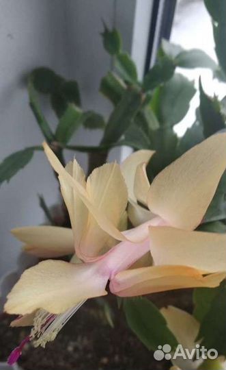 Шлюмбергера