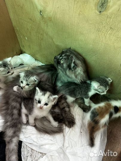 Отдам бесплатно в добрые руки котят