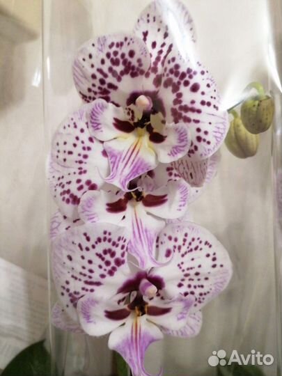 Орхидея биглип